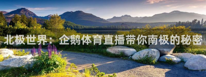 袋鼠直播体育直播